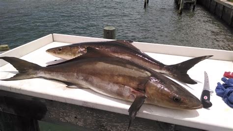 Cobia .